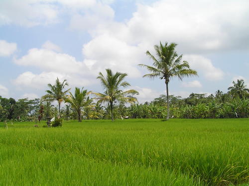 2005_indonesiatrip_320_2
